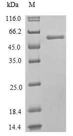 Greater than 85% as determined by SDS-PAGE.Recombinant Human Mixed Lineage Kinase Domain-Like Protein (MLKL) Protein (His)
