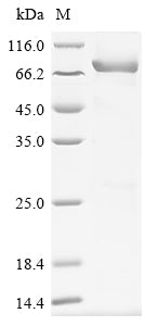 Greater than 85% as determined by SDS-PAGE.