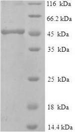 Greater than 90% as determined by SDS-PAGE.