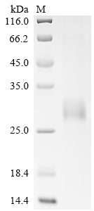 Greater than 85% as determined by SDS-PAGE.Recombinant Pig Tumor Necrosis Factor Receptor Superfamily Member 5 (CD40) Protein (His)
