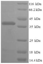 Greater than 90% as determined by SDS-PAGE.
