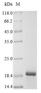 Greater than 85% as determined by SDS-PAGE.Recombinant Human A Disintegrin And Metalloproteinase With Thrombospondin Motifs 18 (ADAMTS18) Protein (His)