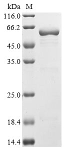 Greater than 85% as determined by SDS-PAGE.