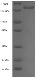 Greater than 90% as determined by SDS-PAGE.
