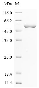 Greater than 90% as determined by SDS-PAGE.