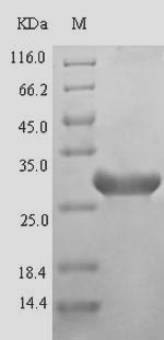Greater than 90% as determined by SDS-PAGE.
