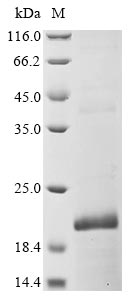 Greater than 85% as determined by SDS-PAGE.Recombinant Mouse Beta-Defensin 6 (DEFB6) Protein (His-KSI)