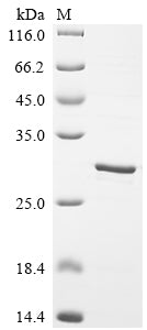 Greater than 85% as determined by SDS-PAGE.Recombinant Mouse Beta-Defensin 6 (DEFB6) Protein (GST)