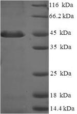 Greater than 90% as determined by SDS-PAGE.