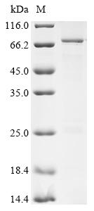 Greater than 85% as determined by SDS-PAGE.