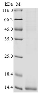 Greater than 85% as determined by SDS-PAGE.Recombinant Human Gamma-Secretase Subunit Aph-1A (APH1A) Protein (His&Myc)