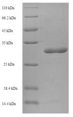 Greater than 90% as determined by SDS-PAGE.Recombinant Human Store-Operated Calcium Entry-Associated Regulatory Factor (SARAF) Protein (His-SUMO)