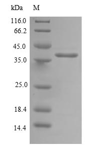 Greater than 90% as determined by SDS-PAGE.