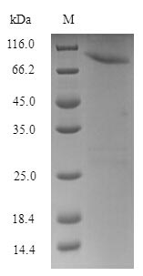 Greater than 90% as determined by SDS-PAGE.