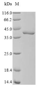Greater than 90% as determined by SDS-PAGE.