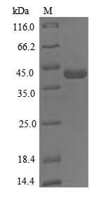 Greater than 85% as determined by SDS-PAGE.Recombinant Human Sh3 Domain-Containing Ysc84-Like Protein 1 (SH3YL1) Protein (His)