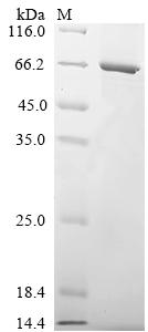 Greater than 85% as determined by SDS-PAGE.Recombinant Human Fc Receptor-Like Protein 3 (FCRL3) Protein (His)