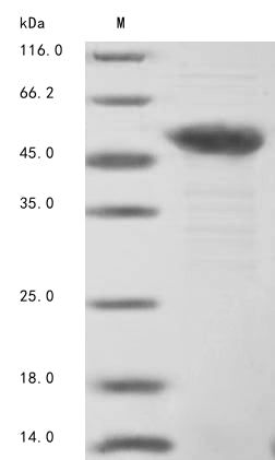 Greater than 85% as determined by SDS-PAGE.