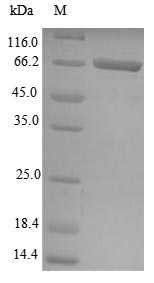 Greater than 85% as determined by SDS-PAGE.Recombinant Human Glycerol-3-Phosphate Dehydrogenase 1-Like Protein (GPD1L) Protein (GST), Active