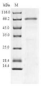 Greater than 90% as determined by SDS-PAGE.Recombinant Human Nad-Dependent Protein Deacetylase Sirtuin-6 (SIRT6) Protein (GST)