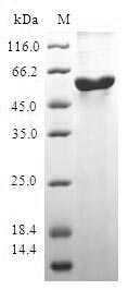 Greater than 90% as determined by SDS-PAGE.Recombinant Human Protein Boule-Like (BOLL) Protein (GST)
