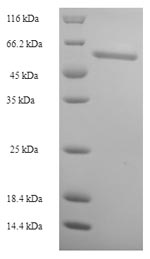 Greater than 90% as determined by SDS-PAGE.