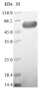 Greater than 85% as determined by SDS-PAGE.Recombinant Human Cytosolic Endo-Beta-N-Acetylglucosaminidase (ENGASE) Protein (His-SUMO)