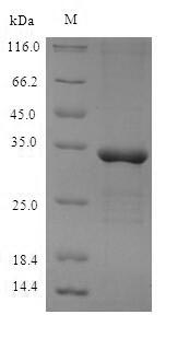 Greater than 90% as determined by SDS-PAGE.Recombinant Mouse Meteorin-Like Protein (METRNL) Protein (His)