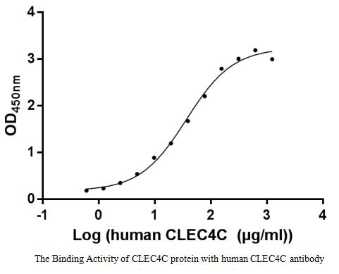 Measured by its binding ability in a functional ELISA. Immobilized CLEC4C protein at 1 μg/ml can bind human CLEC4C antibody, the EC 50 of human CLEC4C antibody is 31.43-43.52 μg/ml.Recombinant Human C-Type Lectin Domain Family 4 Member C (CLEC4C) Protein (His-SUMO), Active