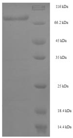 Greater than 90% as determined by SDS-PAGE.