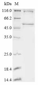 Greater than 85% as determined by SDS-PAGE.Recombinant Human Ankyrin Repeat And Socs Box Protein 11 (ASB11) Protein (His-SUMO)