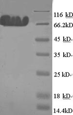 Greater than 90% as determined by SDS-PAGE.