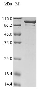 Greater than 85% as determined by SDS-PAGE.