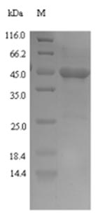 Greater than 90% as determined by SDS-PAGE.Recombinant Naja Kaouthia Cobra Venom Factor (CVF) Protein (His-SUMO)