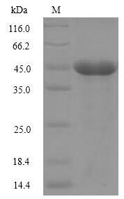 Greater than 90% as determined by SDS-PAGE.Recombinant Naja Kaouthia Cobra Venom Factor (CVF) Protein (GST)