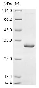 Greater than 90% as determined by SDS-PAGE.