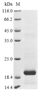Greater than 85% as determined by SDS-PAGE.Recombinant Mouse C-Type Lectin Domain Family 2 Member D (CLEC2D) Protein (His)
