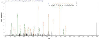 Based on the SEQUEST from database of E.coli host and target protein, the LC-MS/MS Analysis result of this product could indicate that this peptide derived from E.coli-expressed Mus musculus (Mouse) Masp2.Recombinant Mouse Mannan-Binding Lectin Serine Protease 2 (MASP2) Protein (His)
