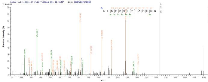Based on the SEQUEST from database of E.coli host and target protein, the LC-MS/MS Analysis result of this product could indicate that this peptide derived from E.coli-expressed Mus musculus (Mouse) Masp2.Recombinant Mouse Mannan-Binding Lectin Serine Protease 2 (MASP2) Protein (His)