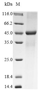 Greater than 90% as determined by SDS-PAGE.