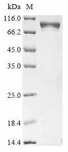 Greater than 85% as determined by SDS-PAGE.Recombinant Human Atp-Dependent Rna Helicase Ddx1 (DDX1) Protein (His&Myc)
