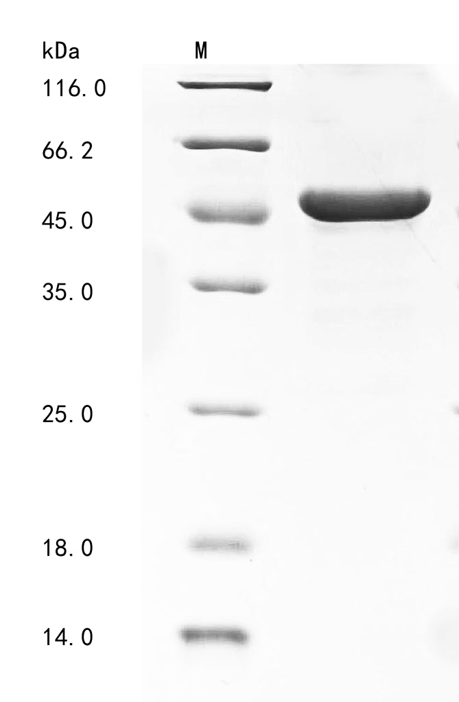Greater than 90% as determined by SDS-PAGE.Recombinant Human Protein Fam3C (FAM3C) Protein (His-GST)
