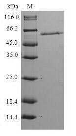 Greater than 90% as determined by SDS-PAGE.Recombinant Human Hermansky-Pudlak Syndrome 1 Protein (HPS1) Protein (GST)
