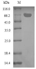Greater than 90% as determined by SDS-PAGE.