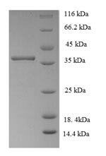 Greater than 90% as determined by SDS-PAGE.