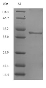 Greater than 90% as determined by SDS-PAGE.