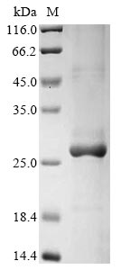 Greater than 85% as determined by SDS-PAGE.