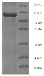 Greater than 90% as determined by SDS-PAGE.Recombinant Chamaecyparis Obtusa Pectate Lyase 1 Protein (His-SUMO)
