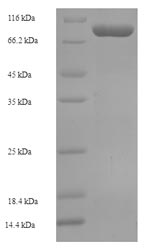 Greater than 90% as determined by SDS-PAGE.