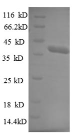 Greater than 90% as determined by SDS-PAGE.